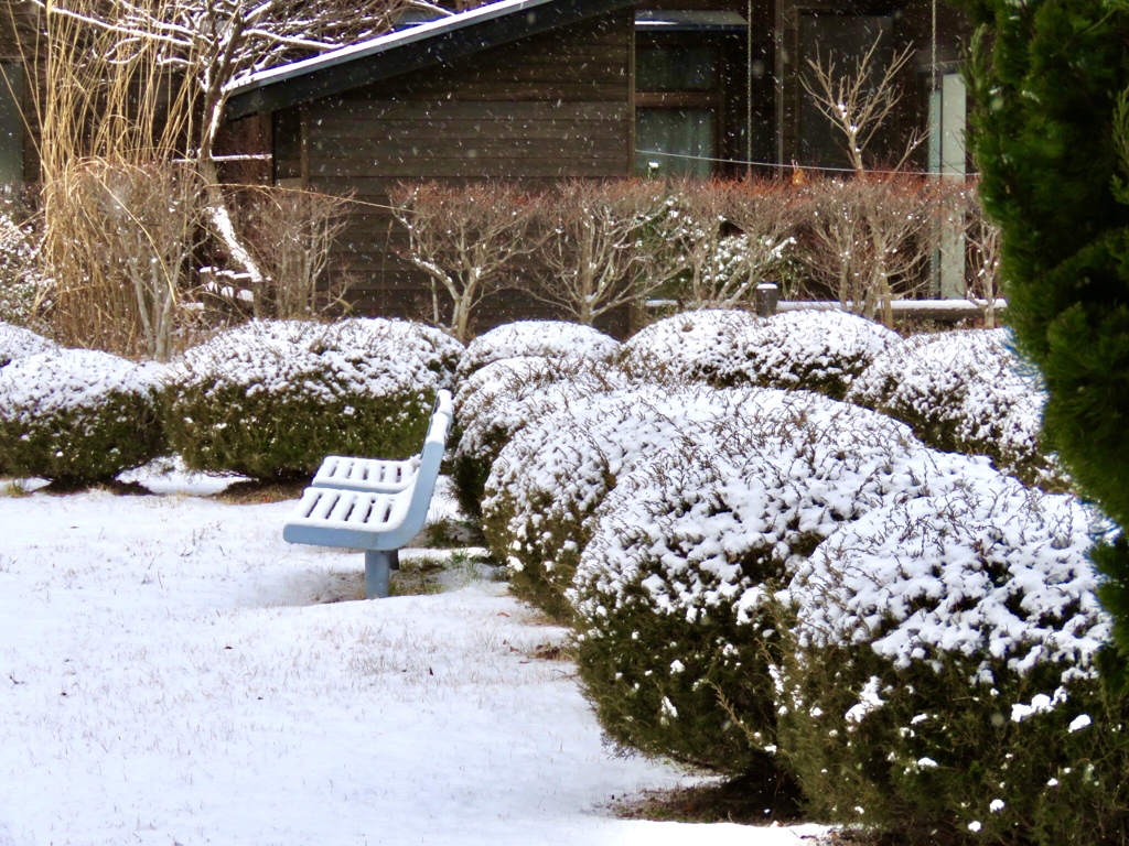 今朝の雪4
