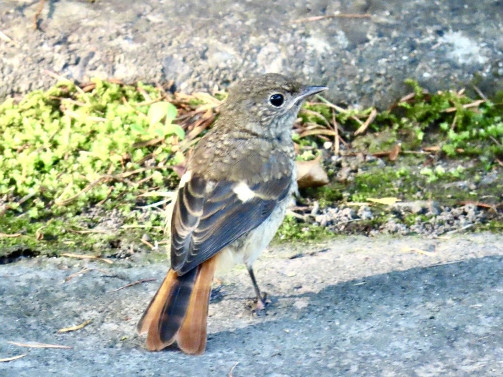 少し大人びてきたね