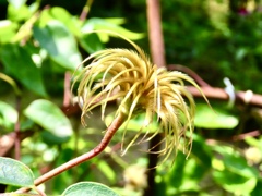 花後