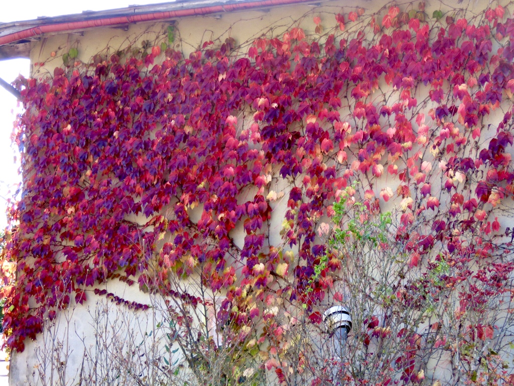 蔦の紅葉