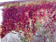 蔦の紅葉