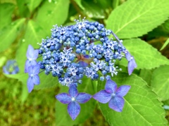 庭の藍姫