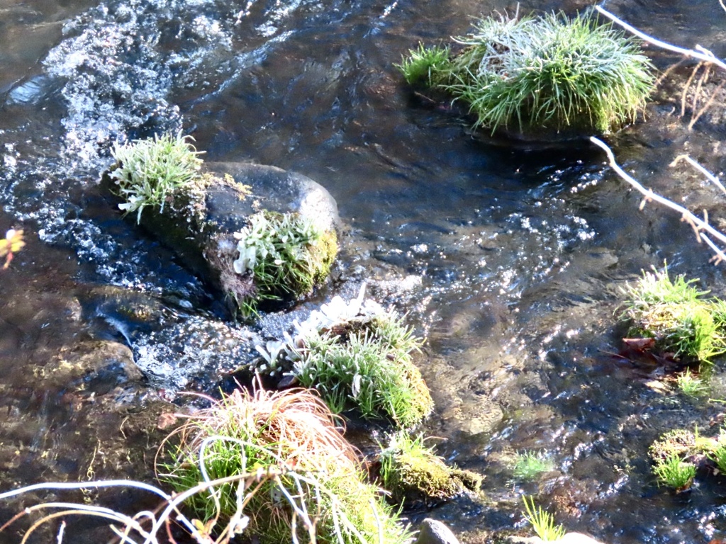 湯川の冬の風物詩①