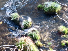 湯川の冬の風物詩①