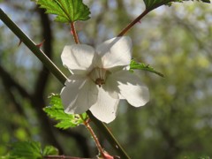 キイチゴの花