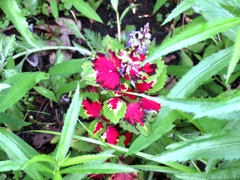 コリウスの花