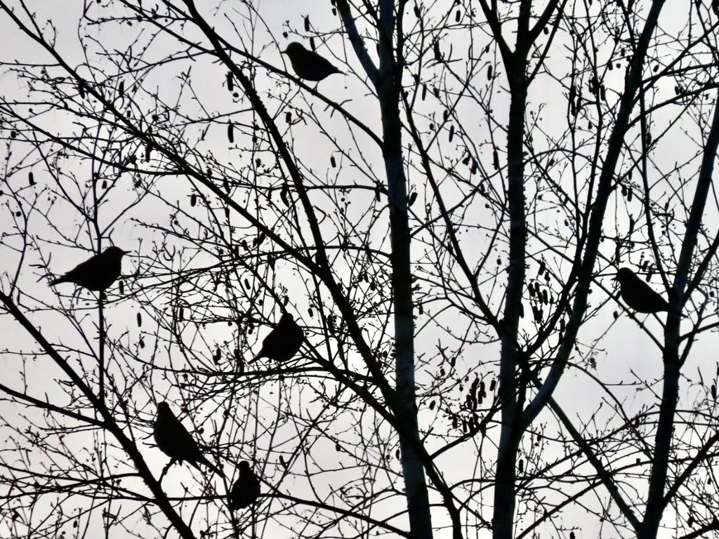 逆光の鳥の群れ