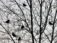 逆光の鳥の群れ