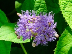 玉紫陽花の花