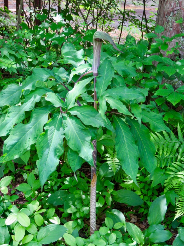 大きなマムシグサ