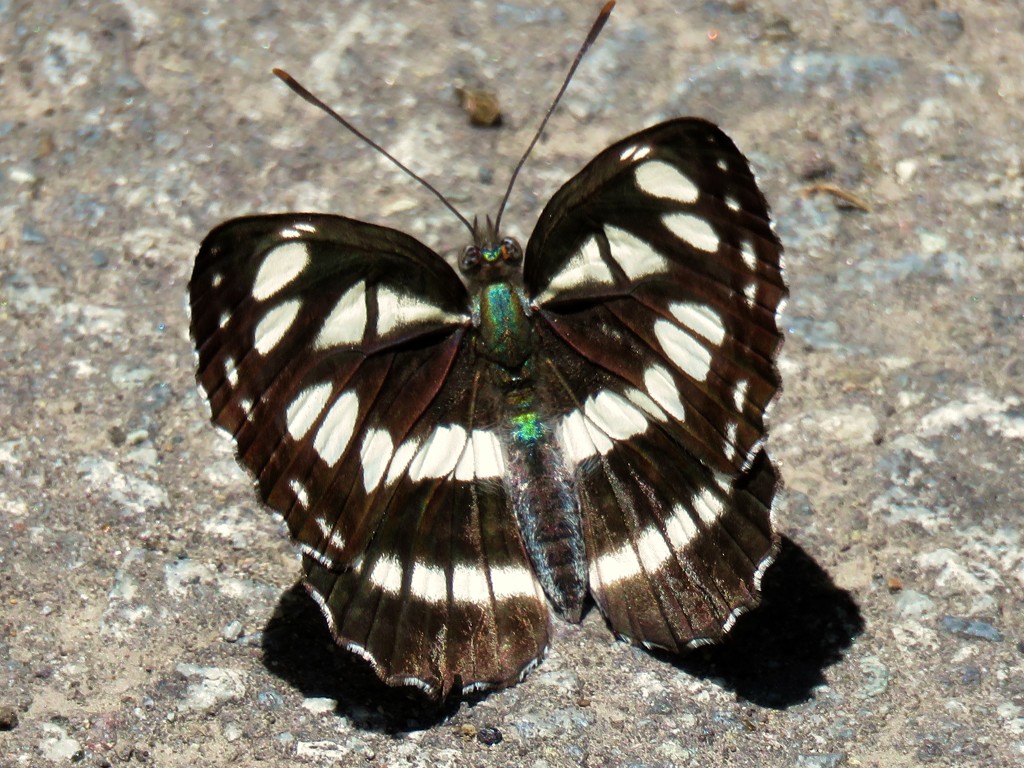 ミスジチョウ