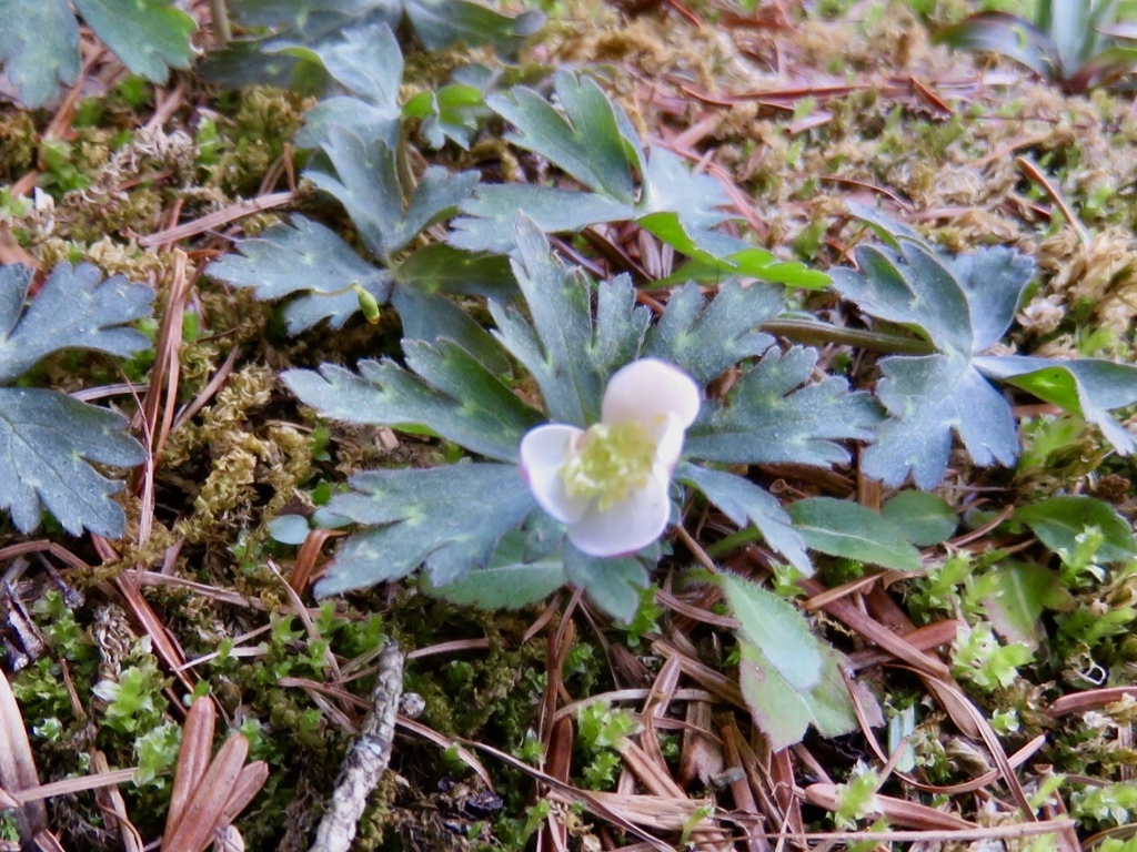 二輪草の一番花