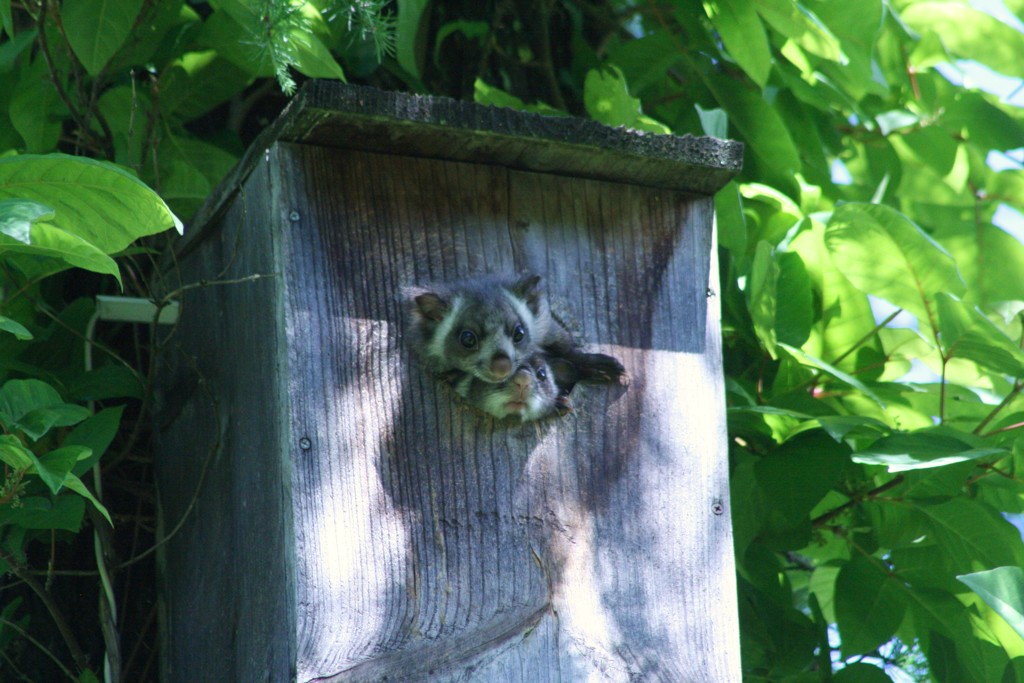 ムササビの兄弟３