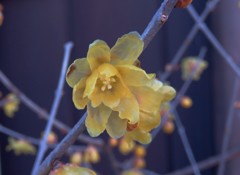 蝋梅