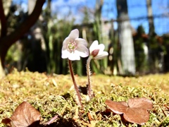 雪割草1