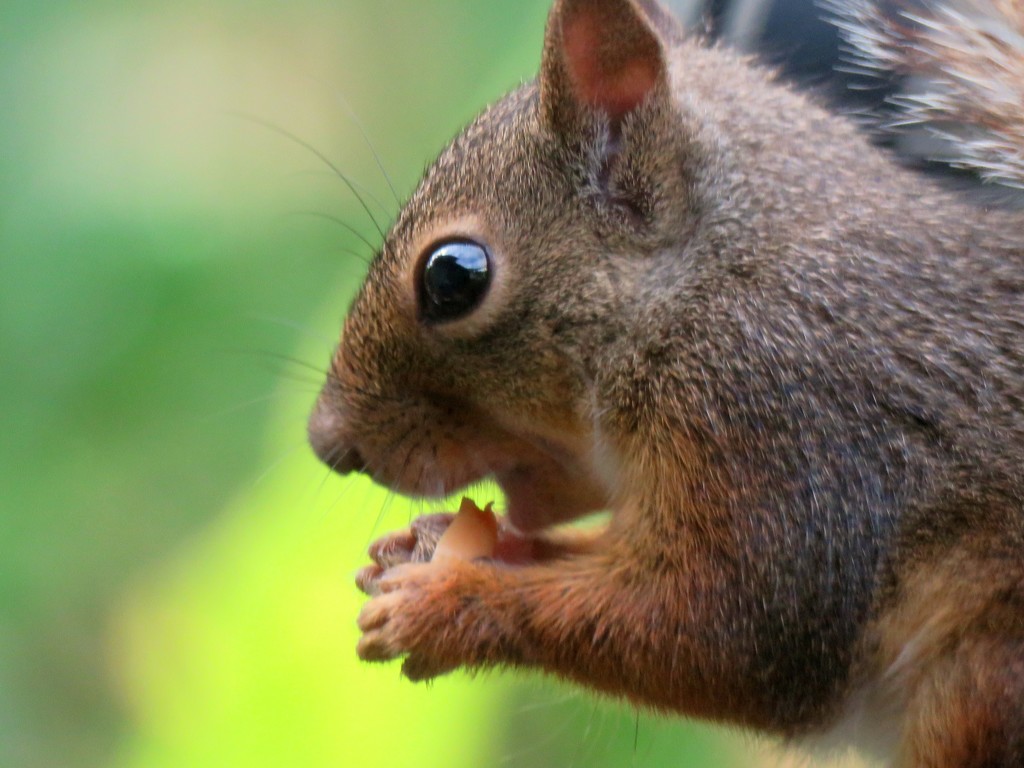 食べる