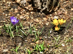 庭の春を告げる
