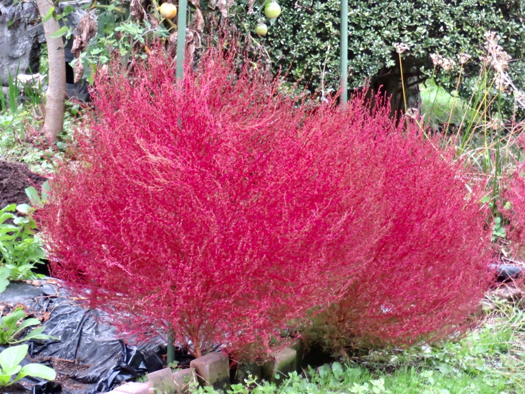 近所の紅葉1