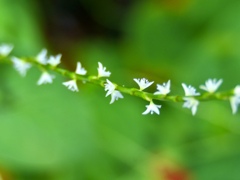白花ミズヒキ
