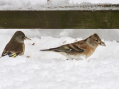 野鳥は元気4