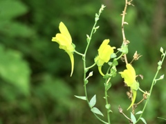 この花は？ーキバナウンラン