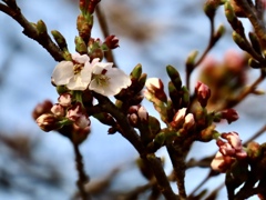 開花②