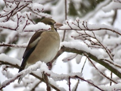 雪の中の野鳥達1
