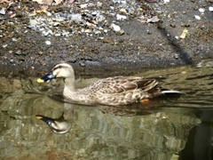 別荘地のカルガモ1