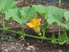 カボチャの雌花