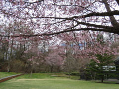 トンボの湯横の桜