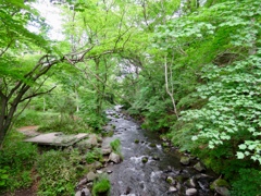 湯川の緑