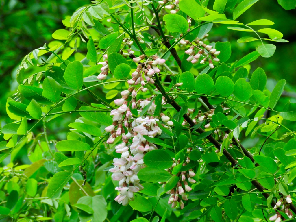 ニセアカシア