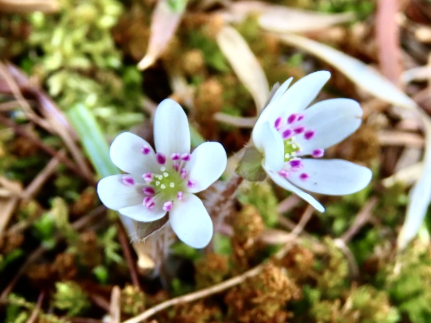 庭の雪割草④