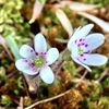 庭の雪割草④