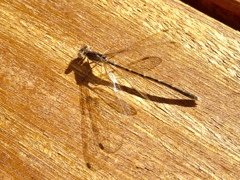 糸蜻蛉