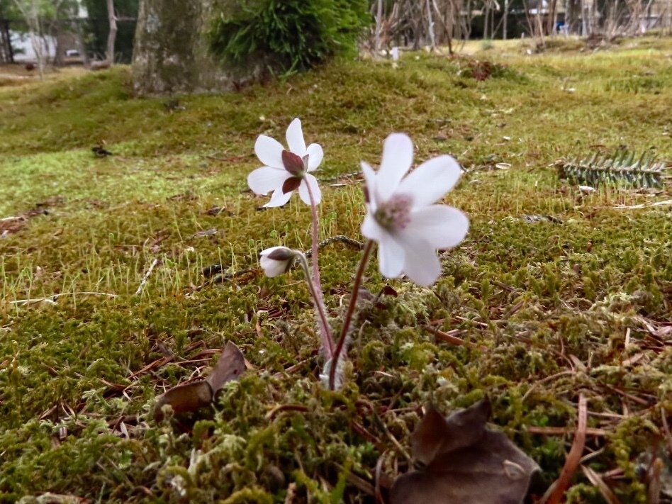 雪割草1