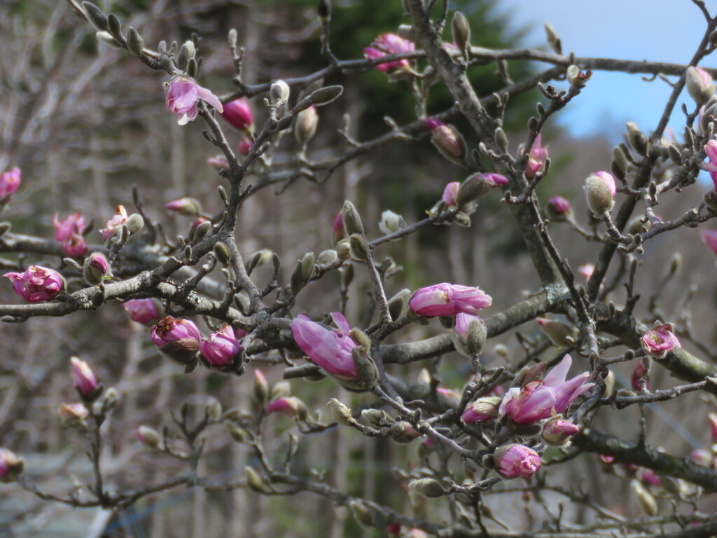 ピンクのコブシ