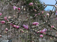 ピンクのコブシ