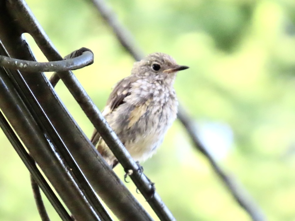 ジョウビタキ若鳥1