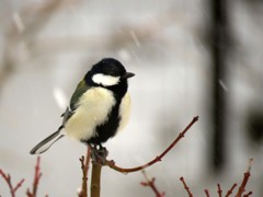 降りしきる雪