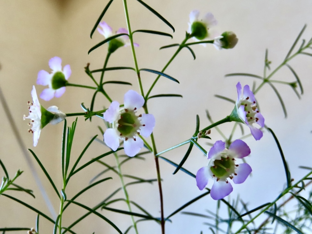 ワックスフラワー②