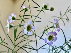 ワックスフラワー②