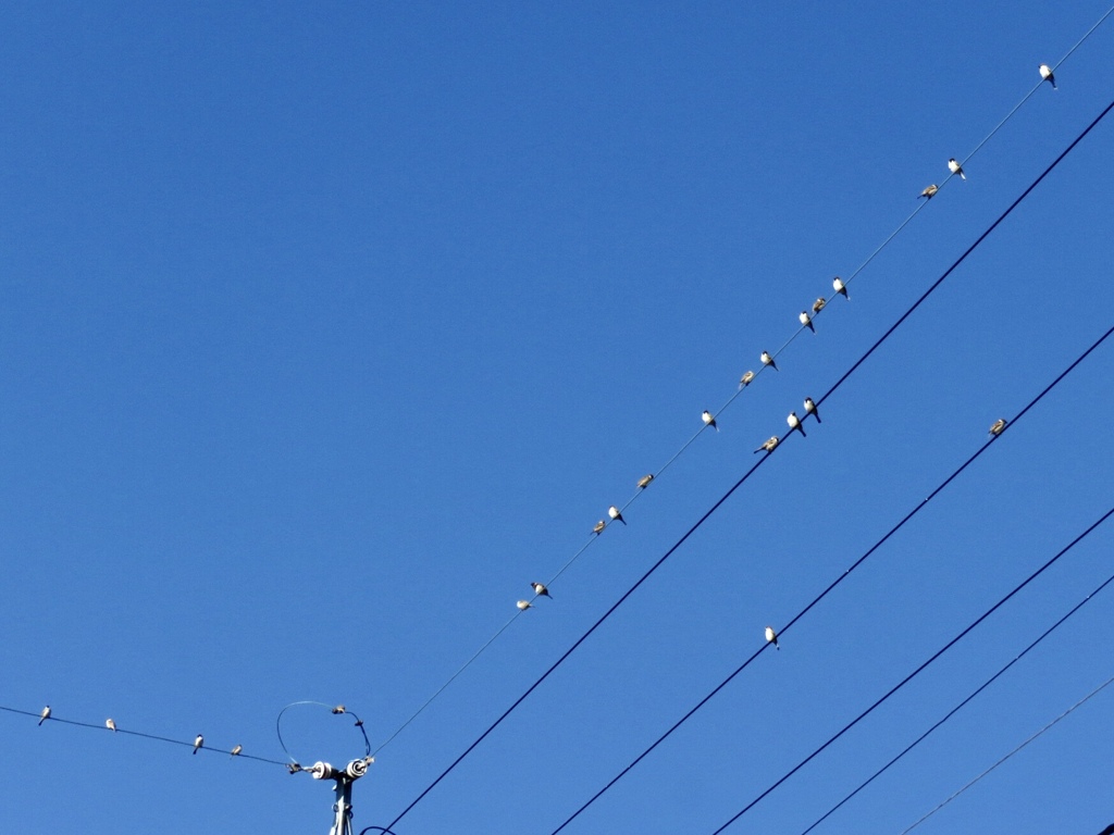 電線に