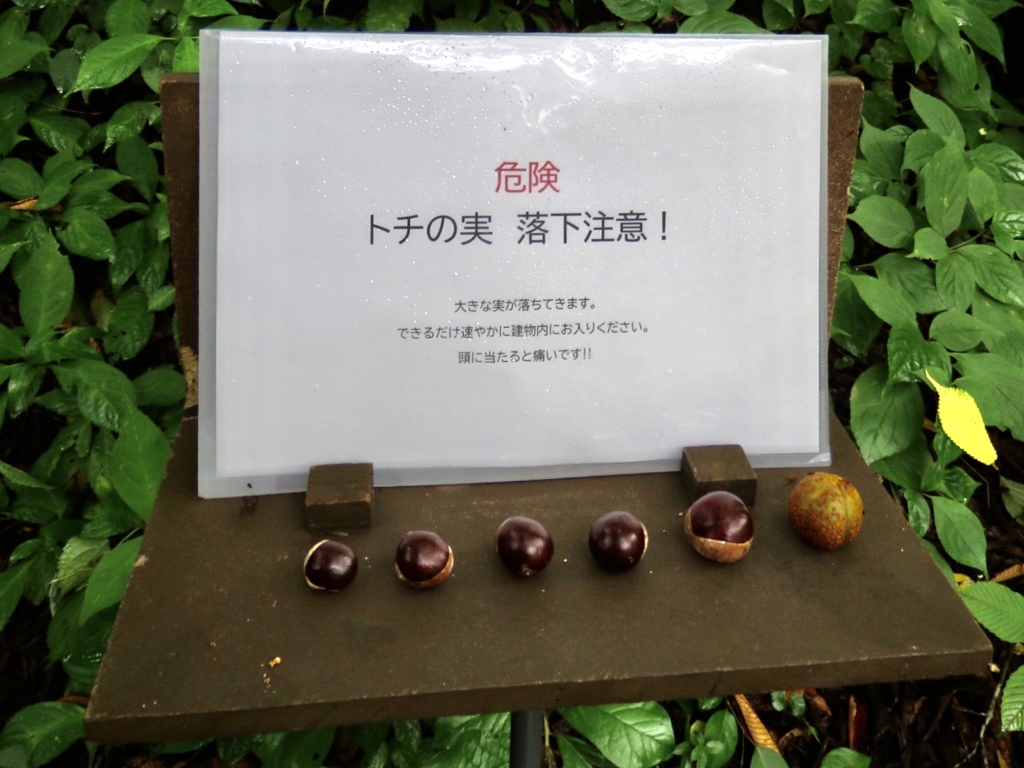 栃の実爆弾