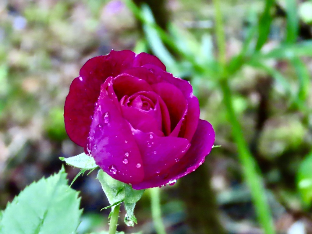 庭の薔薇