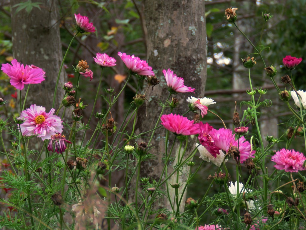 八重秋桜