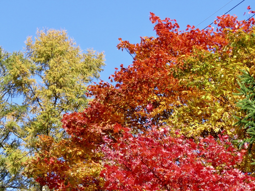 お写ん歩紅葉3
