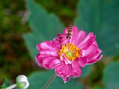 庭の秋明菊