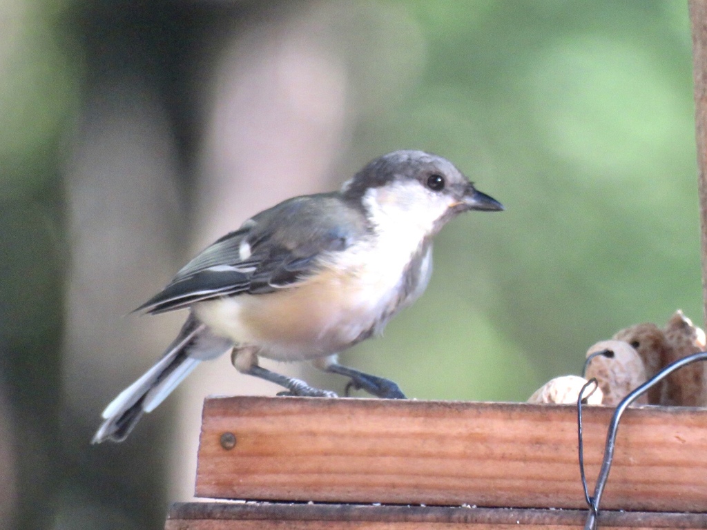 シジュウカラの若鳥4