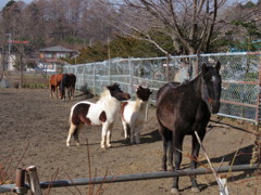 乗馬クラブの馬達